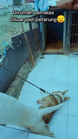 anjing petarung 