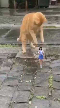 ngerjain kucing