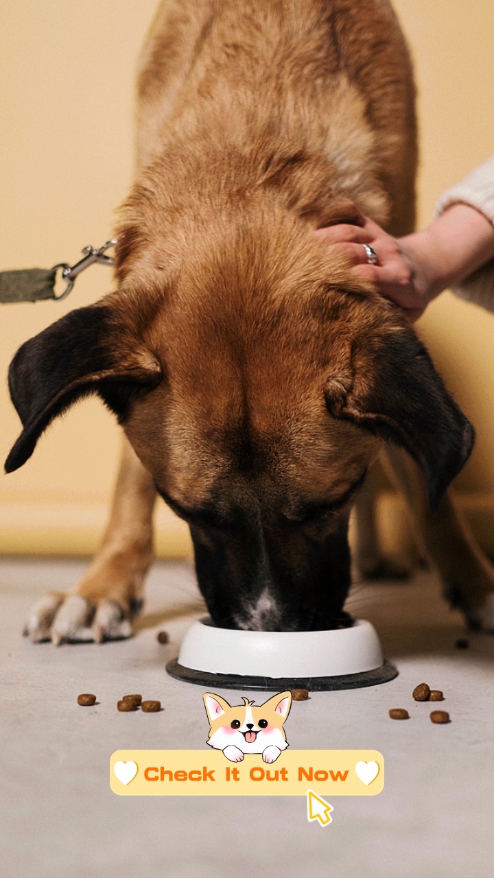 Sevimli Evcil Hayvan Yemi Ekranı
