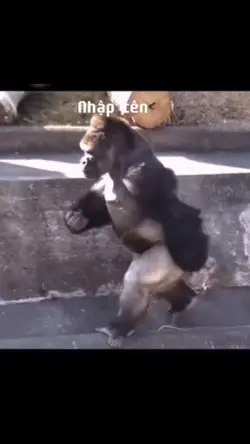 Mẫu troll bạn bè