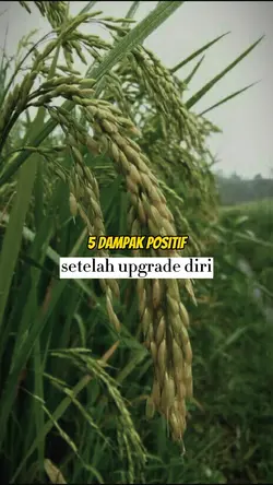 5 dampak positif