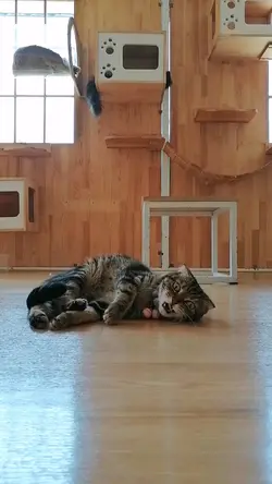 cat