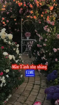 Mẫu 3 ảnh nhẹ nhàng