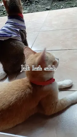 suara hati kucing 