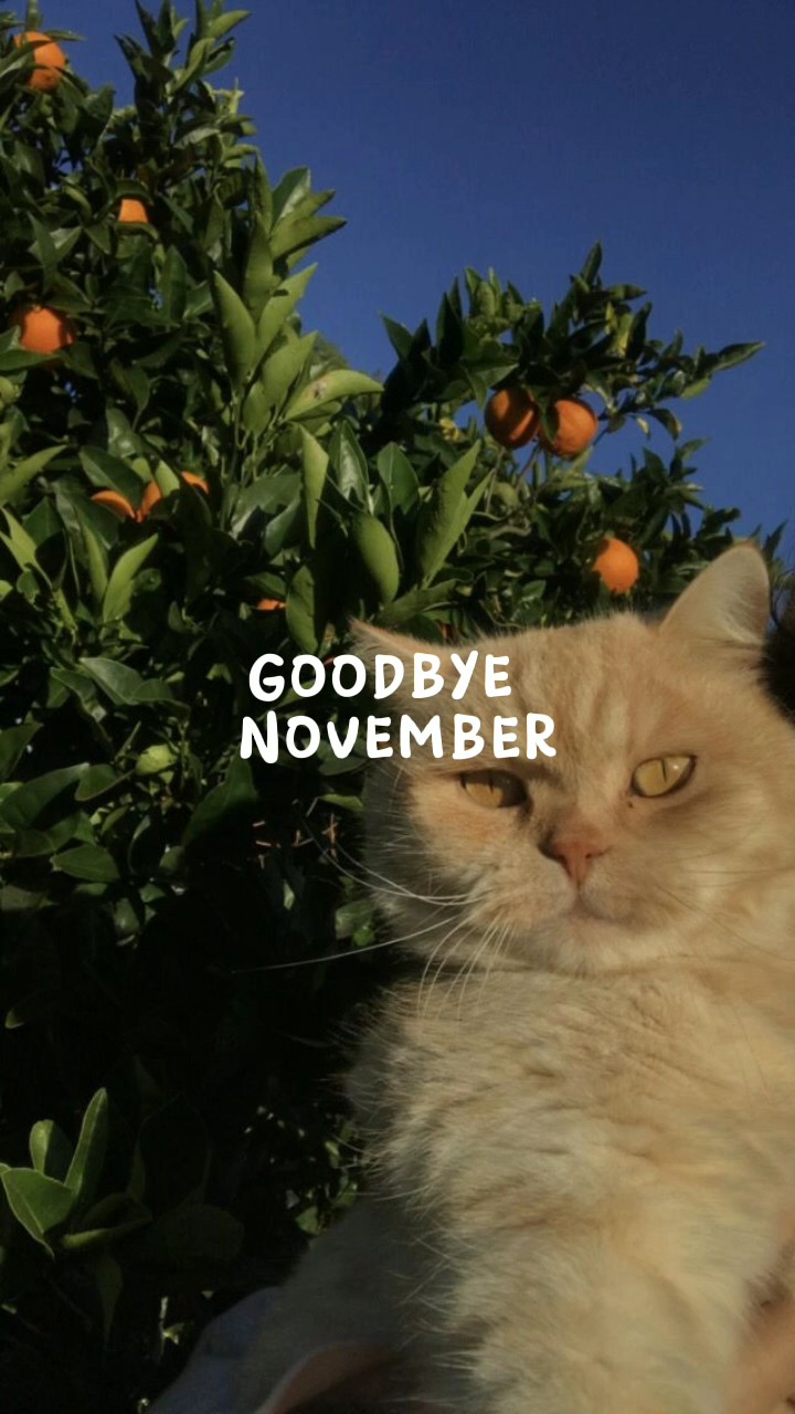 ADIÓS NOVIEMBRE