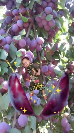 Buah Anggur Ajaib