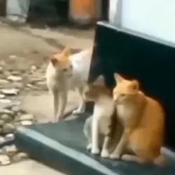 Cats moments