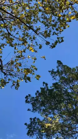 1 video 4 photo 