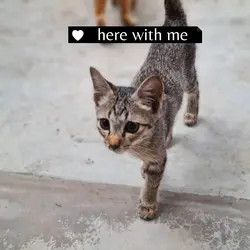 my cat passed away..