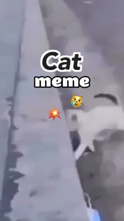 cat meme