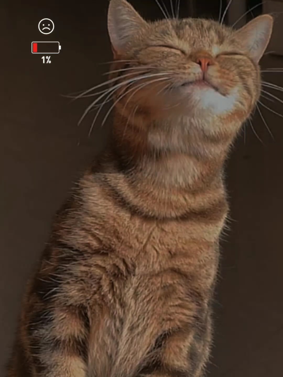 1% ~ 100% 고양이 버전