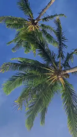 Mini vlog