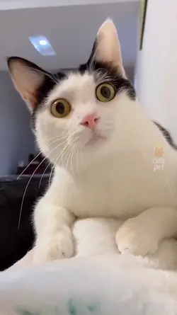 kucing random