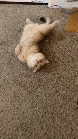 sound buat si mbul😺