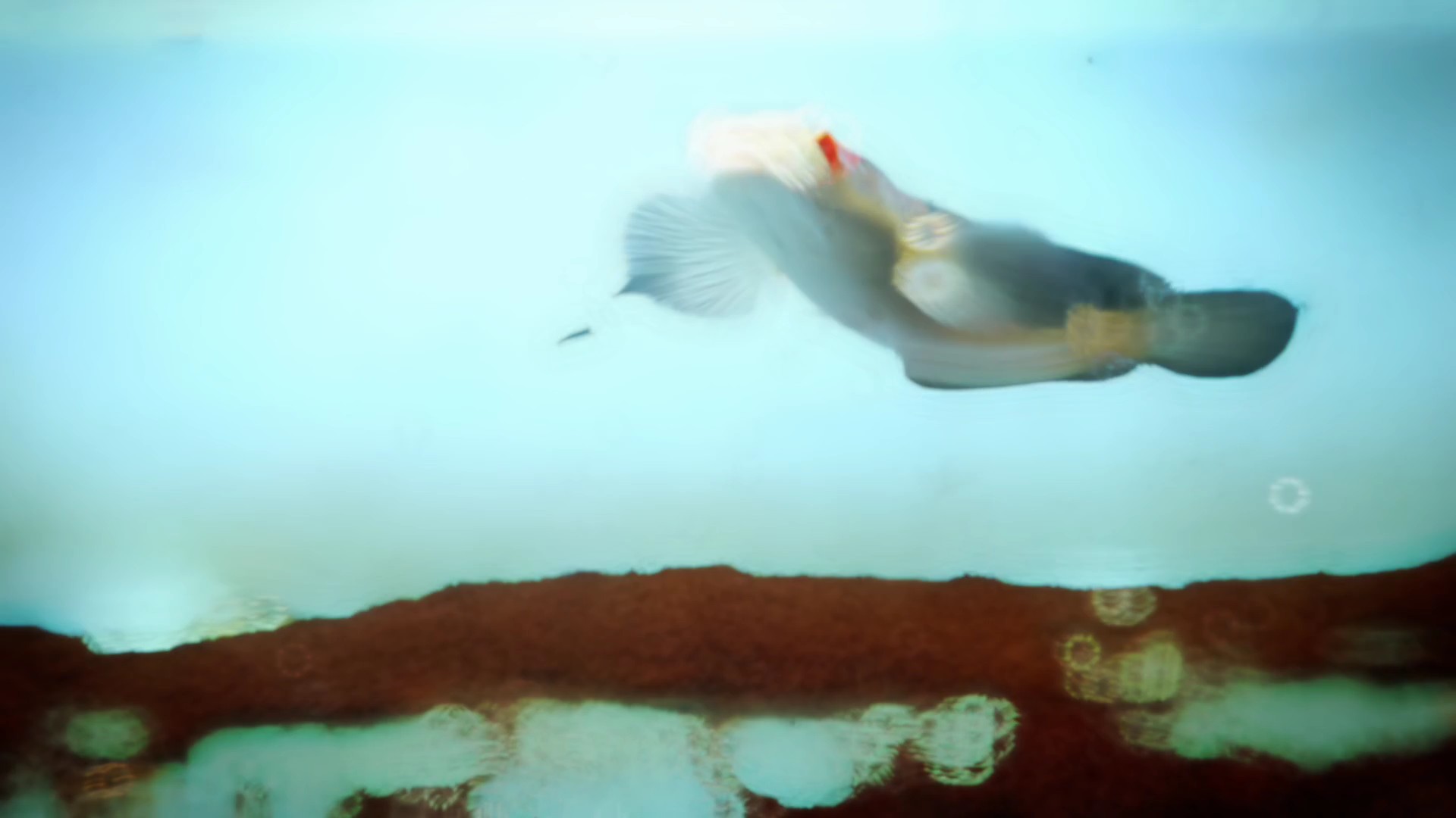 channa slowmotion 
