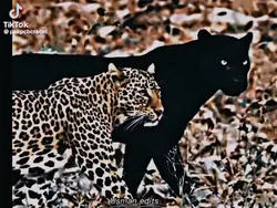 Pakistan cricket Tea