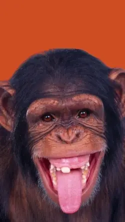 Transisi jadi Monyet