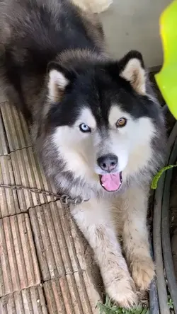 คูเปอร์หมาน้อยน่ารัก