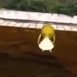 HBD meme