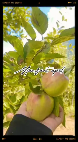 manfaat apel
