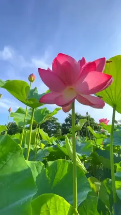 Nguyên kiếp sau thân