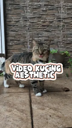 video kucing