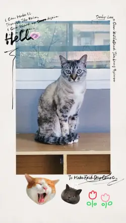 แมวเหมียว