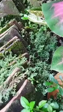 video estetik
