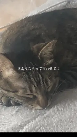 💐ハナタバ💐