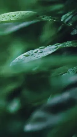 ธรรมชาติบำบัดจิตใจ