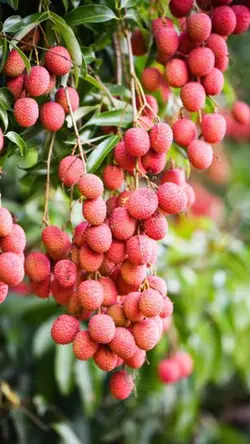 Lychee Fruit