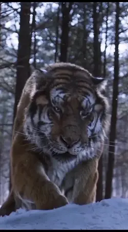 Harimau mengaum