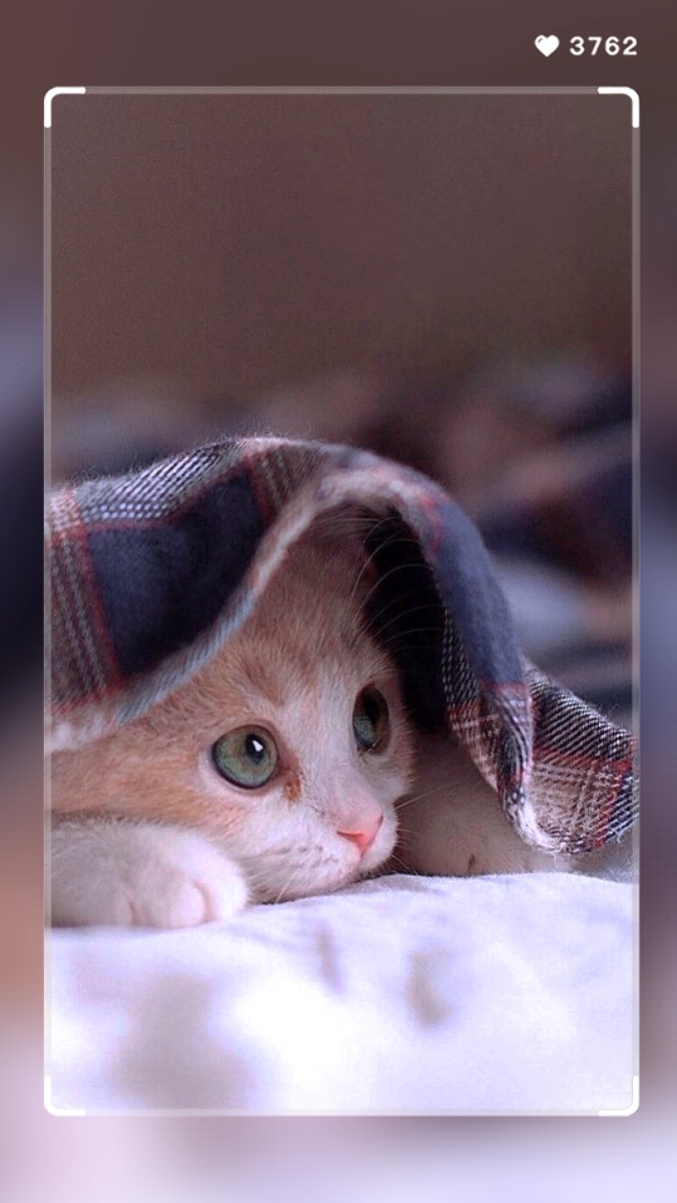 Mi gatito