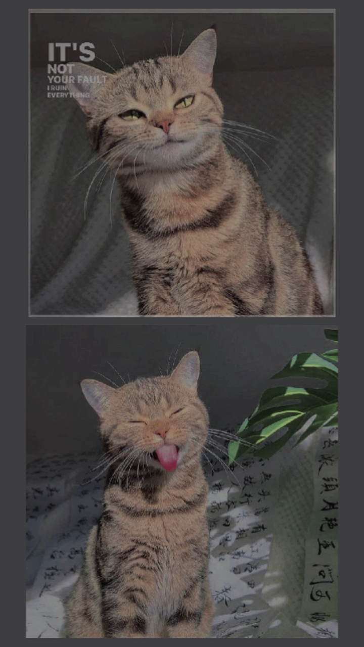 kedi aşığı