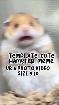 meme hamster cute