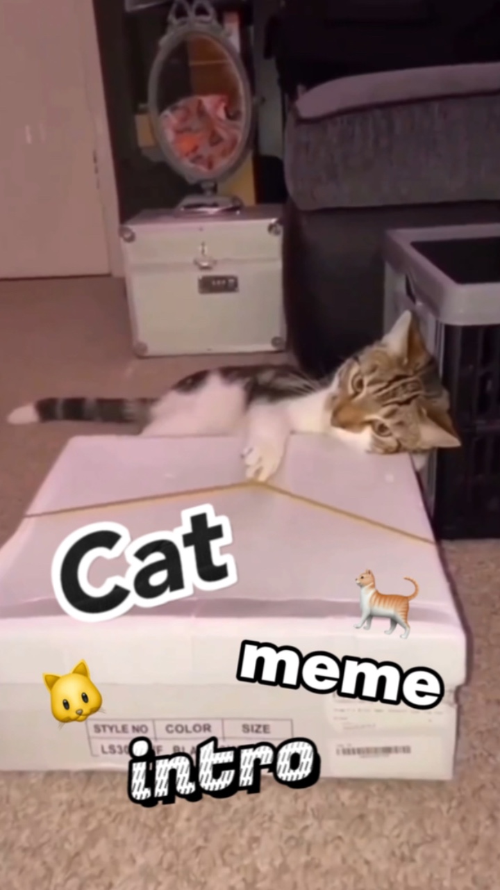 kucing meme intro