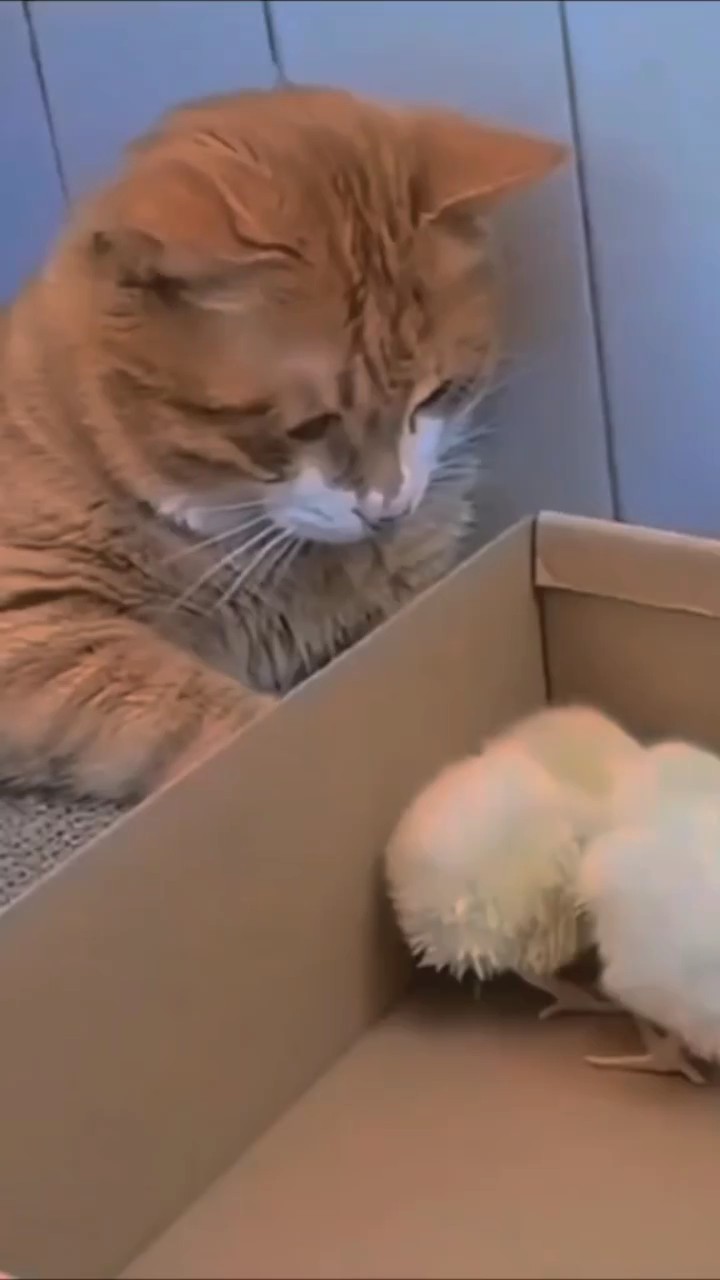 CANARD CHAT 