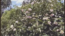 vlog