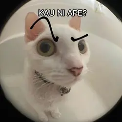MEME LUCU