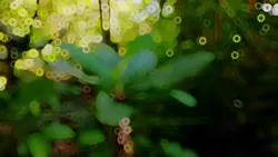 CINEMATIC ALAM