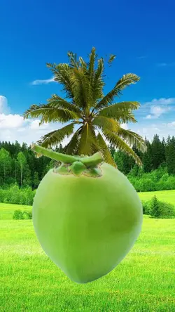 Coconut