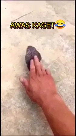 AWAS KAGET