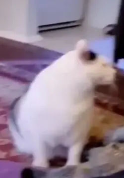 mentahan tiktok 
