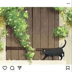 instagram feed