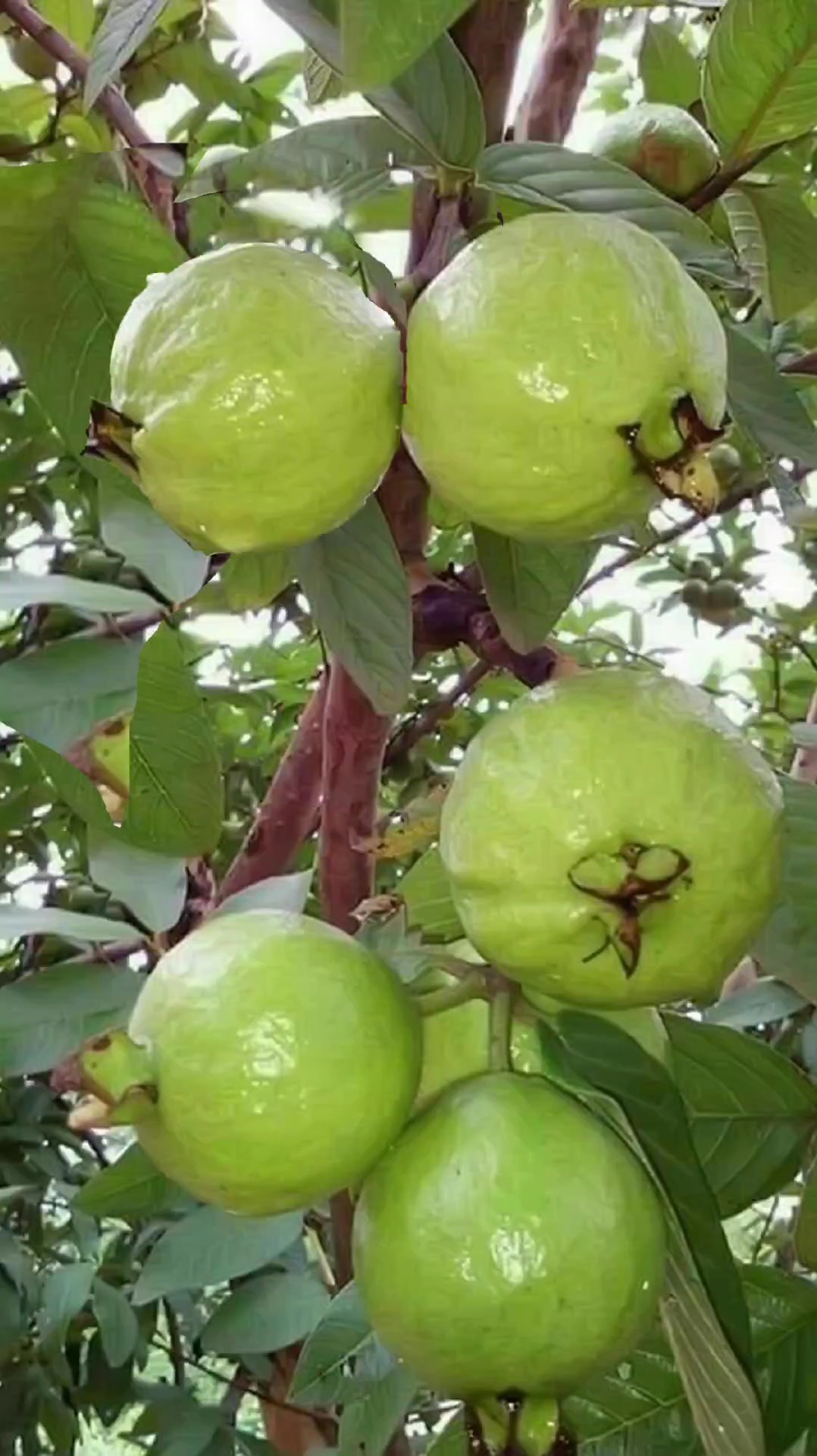 BUAH JAMBU BIJI