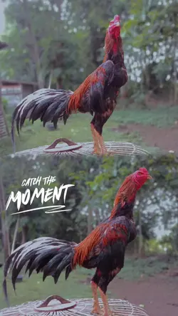 foto frame aesthetic