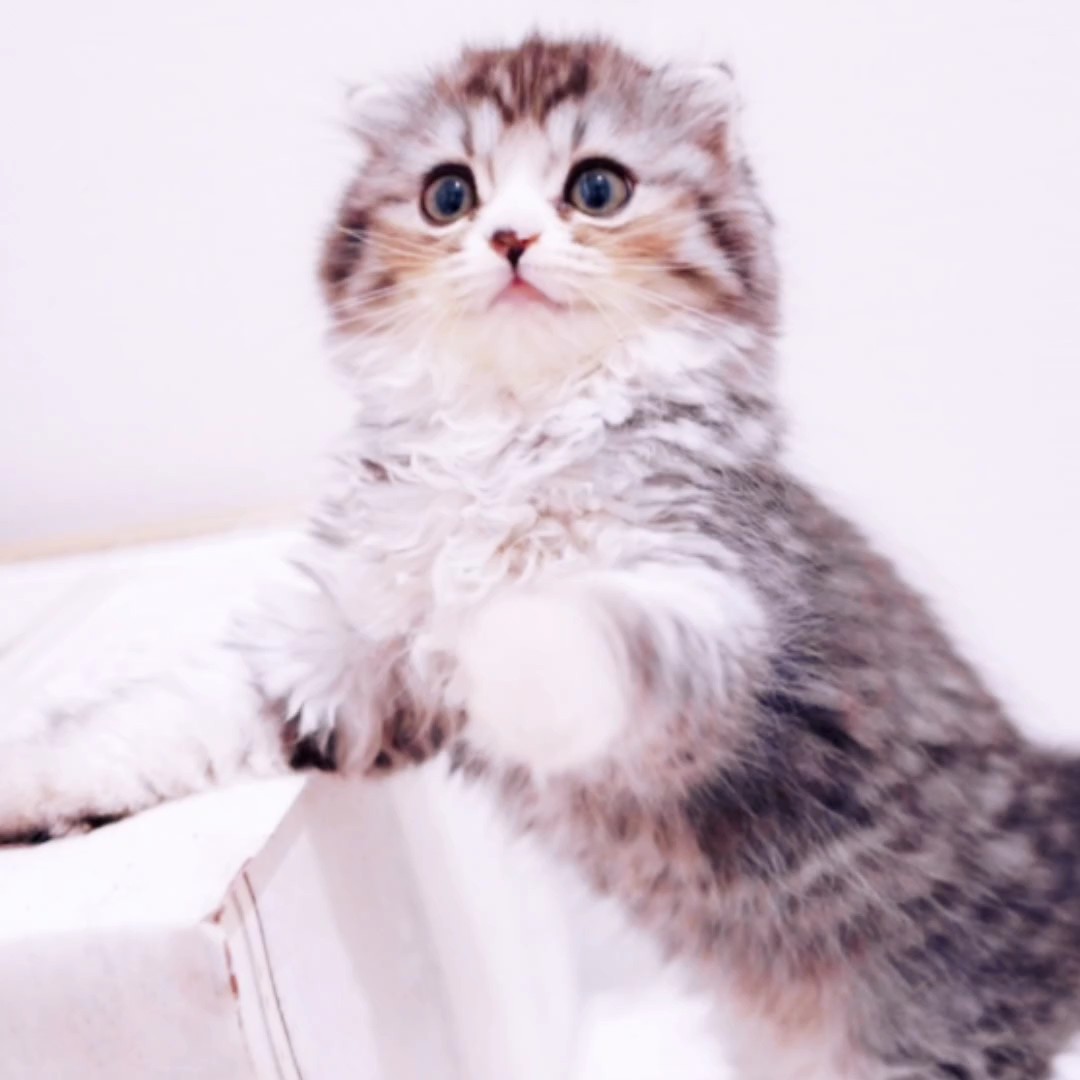 チョコレーション