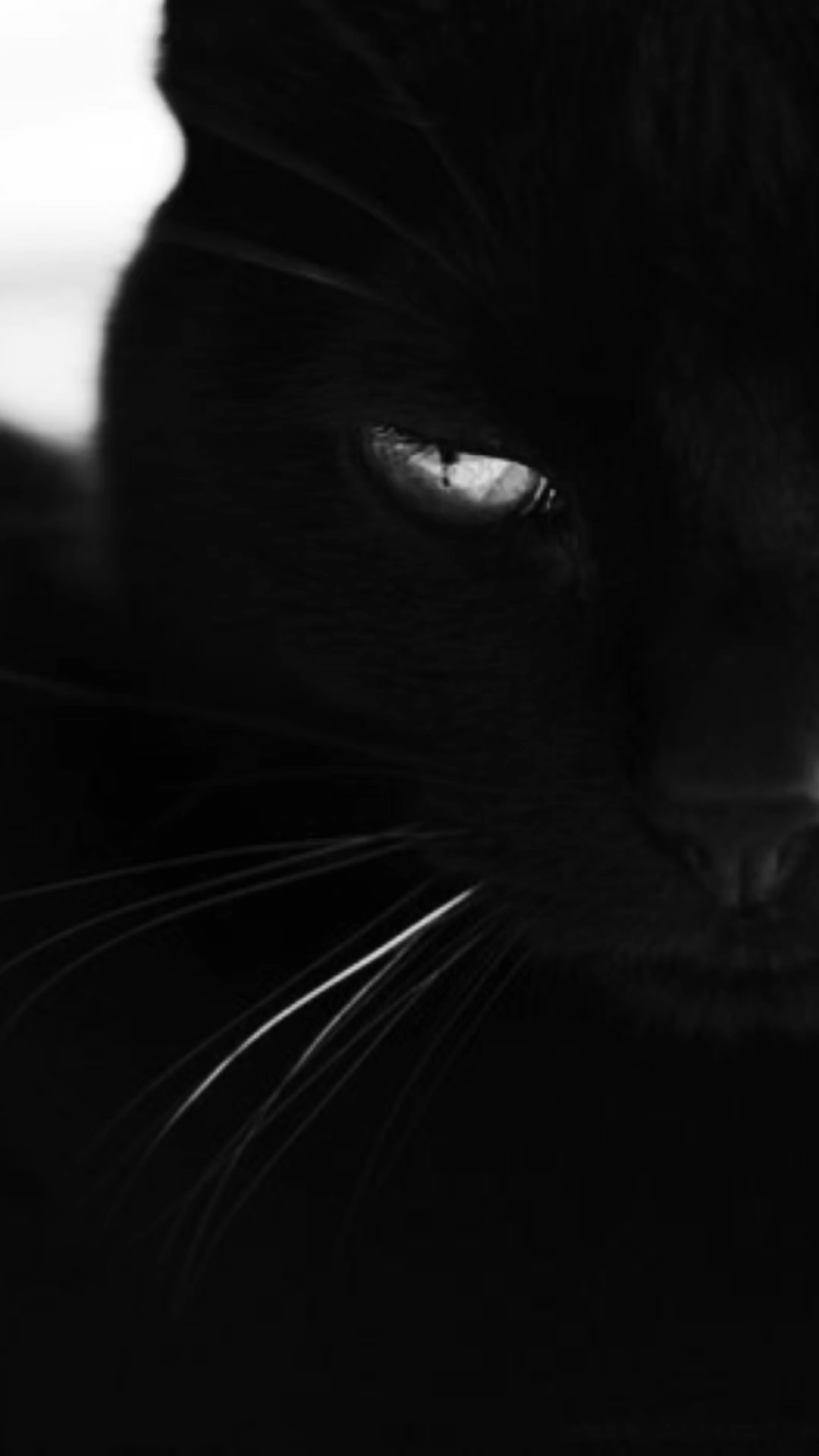 Cat woman