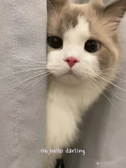 4Ảnh cute