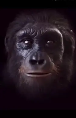 gorila berubah